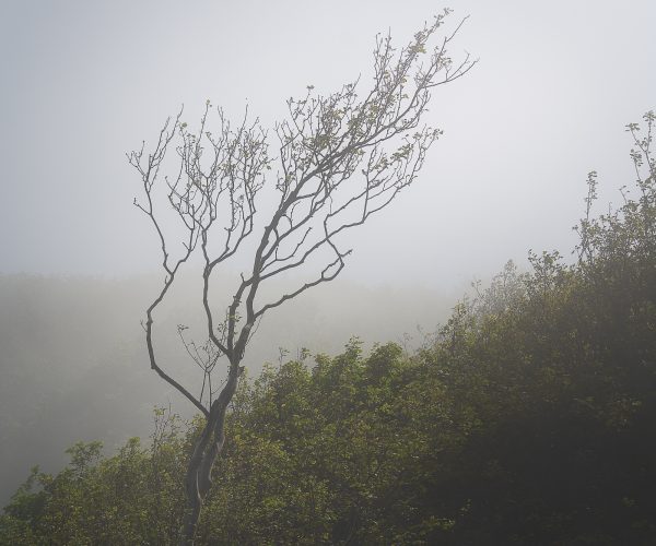Tree Amongst the Fog, North York Moors