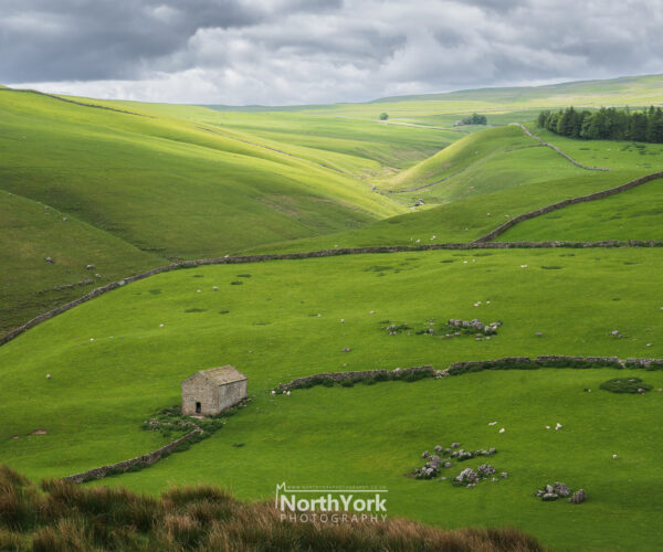 moody sunlight on the valley of sheep, yorkshire dales