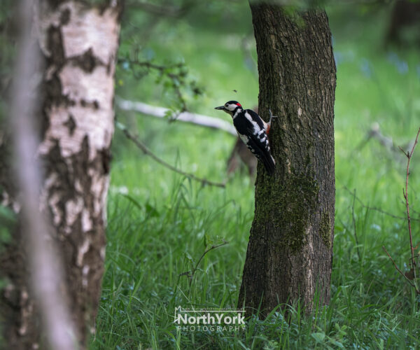 a woodpecker perched on a tree in a nature reserve looking for insects