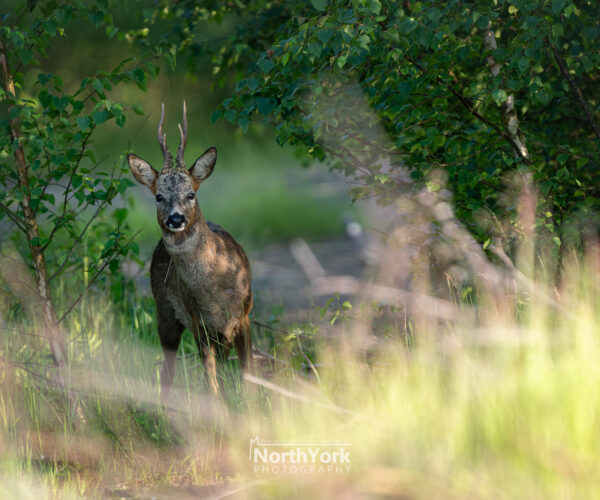 beautiful deer peaking out from bushes during golden hour