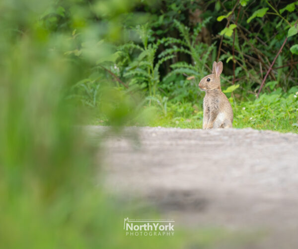 cute bunny rabbit sitting calmy listening for predators
