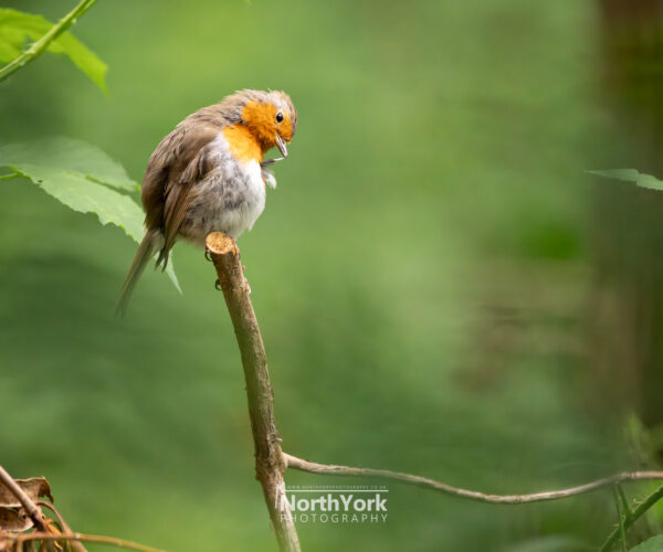 A European Robin (Erithacus rubecula), perched delicately on a branch, seen preening its feathers amongst a soft backdrop of the woodland behind